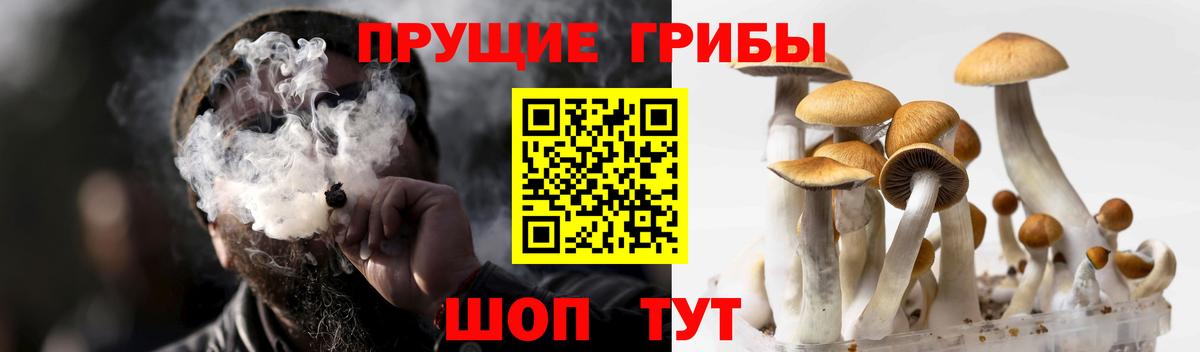 Элиста  Псилоцибиновые грибы MAGIC MUSHROOMS  Вход с VPN 